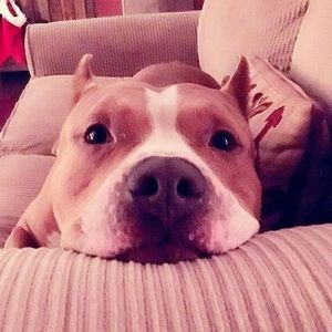 Meet your Posher, Freddy